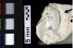 Foto (Detailansicht) von Decapoda indet. (lobster) (NHMW-GEO-1990-0041-0208b)